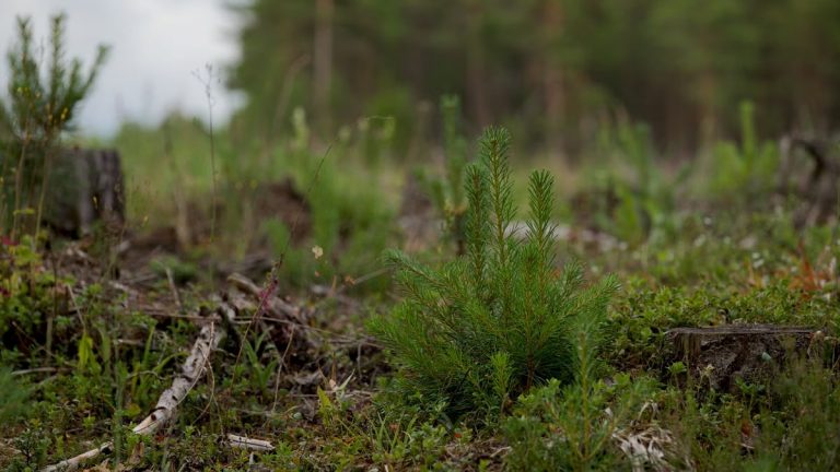 Featured image for Kuidas alustada tervislikku eluviisi